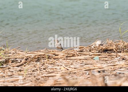 Lark à crête (Galerida cristata) sur la côte à Turkiye Banque D'Images