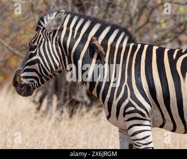 Zèbre de Burchell (Equus quagga burchellii), mâle adulte dans l'herbe sèche, avec pics à bec rouge (Buphagus erythrorynchus) reposant sur son cou, Kruger NP Banque D'Images