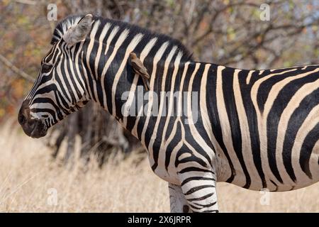 Zèbre de Burchell (Equus quagga burchellii), mâle adulte dans l'herbe sèche, avec pics à bec rouge (Buphagus erythrorynchus) reposant sur son cou, Kruger NP Banque D'Images