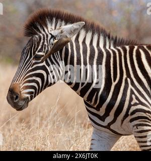 Zèbre de Burchell (Equus quagga burchellii), poulain zèbre debout dans l'herbe sèche, avec pics à bec rouge (Buphagus erythrorynchus) accroché à l'oreille, Banque D'Images