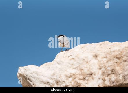 WESTERN Rock-Nuthatch à Pamukkale à Turkiye Banque D'Images