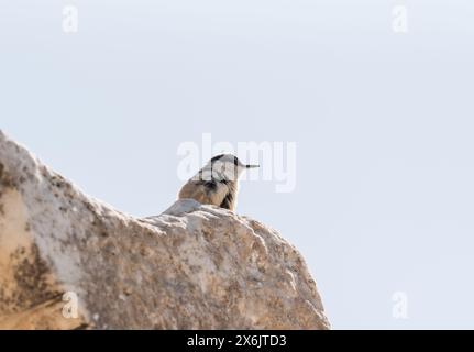 Jeune Western Rock-Nuthatch à Pamukkale à Turkiye Banque D'Images