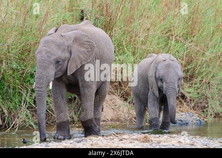 Éléphants de brousse d'Afrique (Loxodonta africana), deux éléphants marchant dans la rivière Olifants, Parc national Kruger, Afrique du Sud, Afrique Banque D'Images