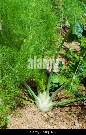 Bulbe de fenouil en lit de jardin. Fenouil, Foeniculum vulgare annuel azoricum. Florence ou bulbing de fenouil. Arrière-plan de jardinage, Close up Banque D'Images