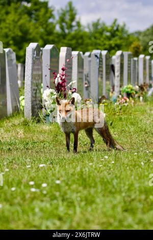 Chasse au renard rouge dans le cimetière de la ville de Londres, Wanstead, Essex, Royaume-Uni. Banque D'Images