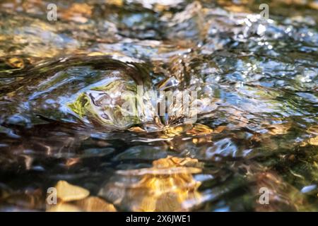 Les eaux du ruisseau coulent et les vagues réfléchissent en gros plan Banque D'Images