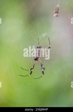 Araignée en soie dorée (Nephila clavipes) assise dans sa toile, parc national de Tortuguero, Costa Rica Banque D'Images