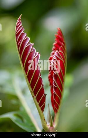 Jeunes feuilles rouges d'une plante dans la forêt tropicale, parc national de Tortuguero, Costa Rica Banque D'Images