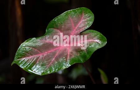 Feuille bicolore de Caladium, parc national de Tortuguero, Costa Rica Banque D'Images