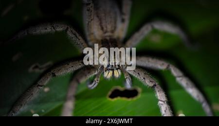 Araignée à peigne Getazi ou araignée banane Getazi (Cupiennius tazi) assise sur une feuille de banane la nuit, parc national de Tortuguero, Costa Rica Banque D'Images