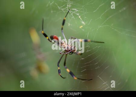 Araignée en soie dorée (Nephila clavipes) assise dans sa toile, parc national de Tortuguero, Costa Rica Banque D'Images