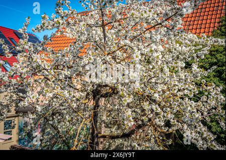 Les fleurs blanches d'un cerisier (Prunus avium) au printemps, Iéna, Thuringe, Allemagne Banque D'Images