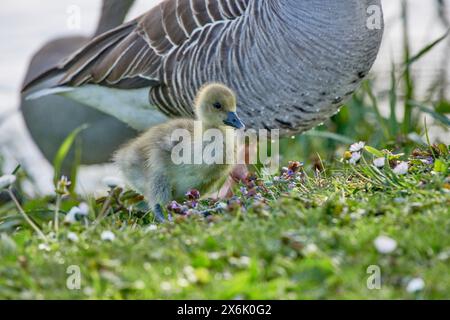 Un gosling moelleux se dresse dans l'herbe à côté des fleurs et d'une oie adulte Banque D'Images