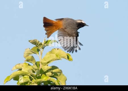 Un rouge (Phoenicurus phoenicurus), mâle, avec des ailes déployées volant au-dessus du sommet d'un arbre vert contre un ciel bleu clair, Hesse, Allemagne Banque D'Images