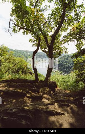 Vue à travers 2 arbres de bateaux sur le Rhin depuis le rocher de la Loreley. Goarshausen Rhénanie Palatinat Allemagne Banque D'Images