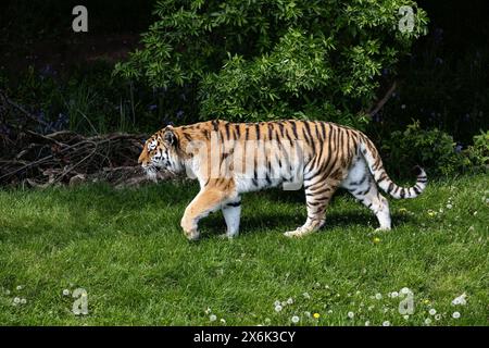 Amour ou tigre de Sibérie Panthera tigris altaica captive de profil au Yorkshire Wildlife Park, Doncaster Royaume-Uni Banque D'Images