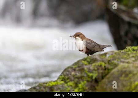 Balancier à gorge blanche (Cinclus cinclus), à un torrent avec des larves dans son bec, Rhénanie-Palatinat, Allemagne Banque D'Images