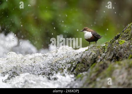 Balancier à gorge blanche (Cinclus cinclus), à un torrent avec des larves dans son bec, Rhénanie-Palatinat, Allemagne Banque D'Images