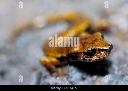 Salamandre des grottes italiennes (Speleomantes italicus) dans un abri dans les Alpes Apuanes, Levigliani, Lucques, Toscane, Italie Banque D'Images