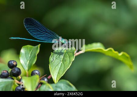 Gros plan d'une belle demoiselle, Calopteryx vierge, libellule reposant sur la végétation Banque D'Images