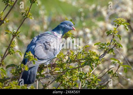 Close-up of a pigeon ramier, Columba palumbus, perché dans un arbre pendant la saison du printemps Banque D'Images