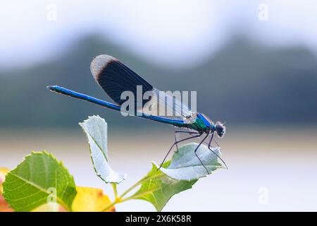 Gros plan d'une belle demoiselle à bandes Calopteryx splendens mâle libellule ou damselfly au repos Banque D'Images