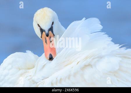 Gros plan d'un cygne muet, couleur Cygnus, préenage et nettoyage Banque D'Images