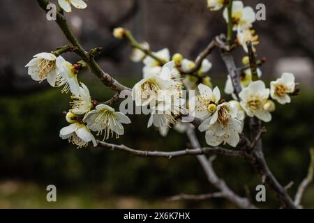 Fleurs de prunes au château d'Osaka, Osaka, Japon Banque D'Images