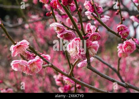 Fleurs de prunes au château d'Osaka, Osaka, Japon Banque D'Images