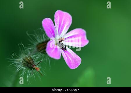 Standorttolerante végétation Das Ruprechtskraut, auch wenig schmeichelhaft stinkender Storchschnabel genannt, wächst an vielen Standorten in der Landschaft *** végétation tolérante Ruprechts cranesbill, également connu peu flatteur sous le nom de bec de crane puant, pousse dans de nombreux endroits du paysage Banque D'Images