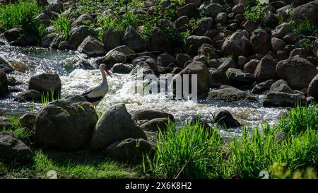 Un oiseau se tient debout dans un ruisseau d'eau entouré de rochers Banque D'Images