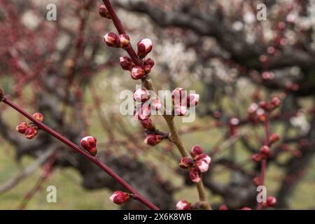 Fleurs de prunes au château d'Osaka, Osaka, Japon Banque D'Images