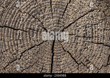 Une vieille section de bûche en bois avec des fissures radiales, texture de photo de fond Banque D'Images