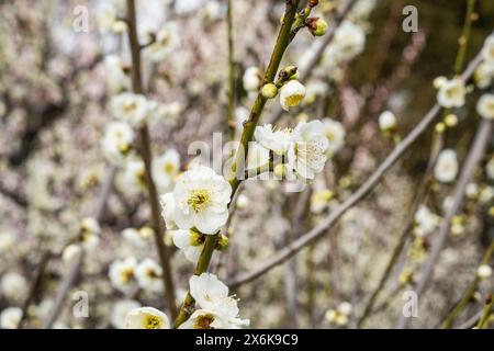 Fleurs de prunes au château d'Osaka, Osaka, Japon Banque D'Images