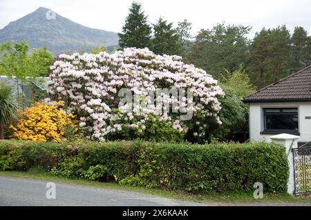 Rhododendron en fleur ; Brodick ; Île d'Arram, Écosse, Royaume-Uni. Rhododendron (pl. : Rhododendra) est un très grand genre d'environ 1 024 espèces de p boisé Banque D'Images