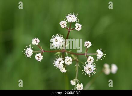 Sanicle - Sanicula europaea Banque D'Images