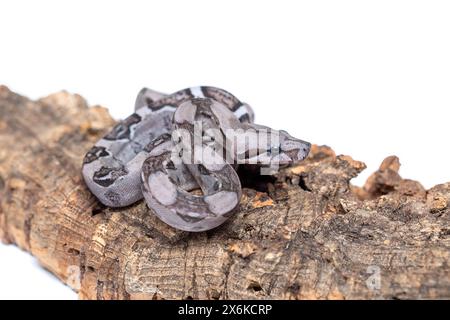 Anerythristic Carbon Boa Constrictor camouflé sur l'écorce d'arbre Banque D'Images