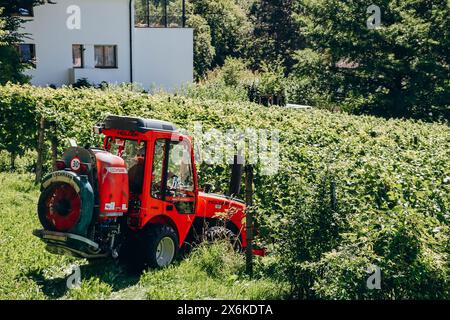 Vaduz, Liechtenstein - 11 août 2023 : vignobles à Vaduz, dans la Principauté du Liechtenstein Banque D'Images