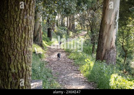 Paysage naturel verdoyant avec de grands arbres, principalement des eucalyptus, dans la ville de Matosinhos, Portugal en plein jour. Refuge naturel en milieu urbain. Banque D'Images