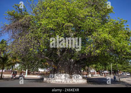 Baobab africain géant (Adansonia digitata), le plus grand spécimen de Madagascar, avec une circonférence de 21 mètres, Mahajanga, Boeny, Madagascar, I Banque D'Images