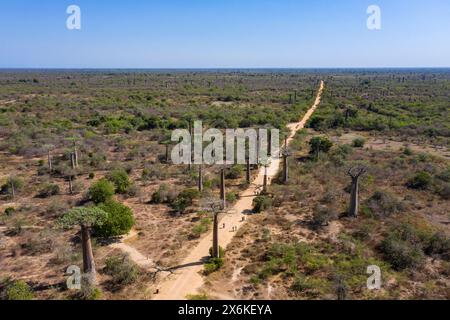 Images aériennes de personnes marchant le long de l'avenue des baobabs, un groupe important de baobabs Grandidier (Adansonia grandidieri) tapissant la terre Banque D'Images