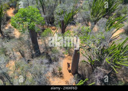 Vue aérienne d'une femme debout à côté d'un baobab dans la forêt épineuse de la réserve naturelle de Reniala, Toliary II, Atsimo-Andrefana, Madagascar, indienne Banque D'Images