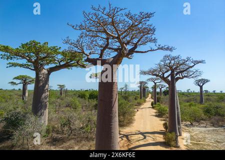 Vue aérienne de l'avenue des Baobabs, un groupe important de baobabs Grandidier (Adansonia grandidieri) bordant le chemin de terre numéro 8 entre Moron Banque D'Images