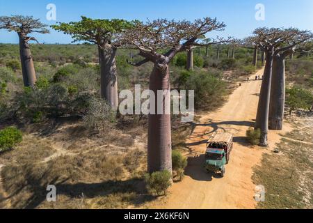 Vue aérienne de l'avenue des Baobabs, un groupe important de baobabs Grandidier (Adansonia grandidieri) bordant le chemin de terre numéro 8 entre Moron Banque D'Images