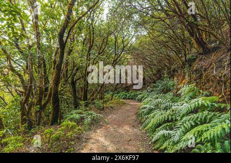 Découvrez les montagnes luxuriantes d'Anaga à Tenerife, un paradis pour randonneurs avec des forêts anciennes, des sommets magnifiques et une riche biodiversité, parfait pour la nature enthus Banque D'Images