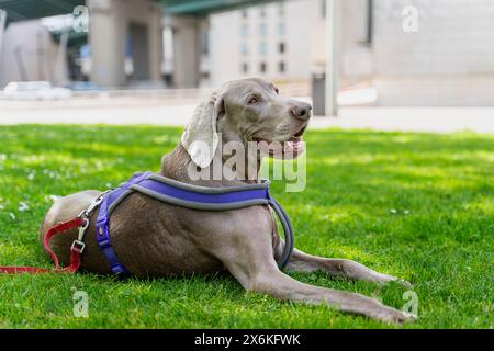 Chien gris de weimaraner couché. Portrait de race de chien weimaraner au parc de la ville. Banque D'Images