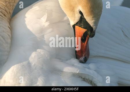 Le cygne muet lisse ses plumes (portrait) Banque D'Images