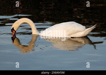 Cygne muet, reflet de son cou Banque D'Images