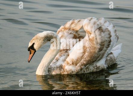 Cygne muet, juvénile Banque D'Images