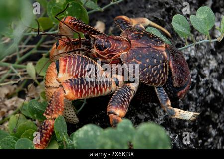 Crabe de coco géant (Birgus latro), atoll d'Aldabra, Seychelles extérieures, Seychelles, Océan Indien Banque D'Images